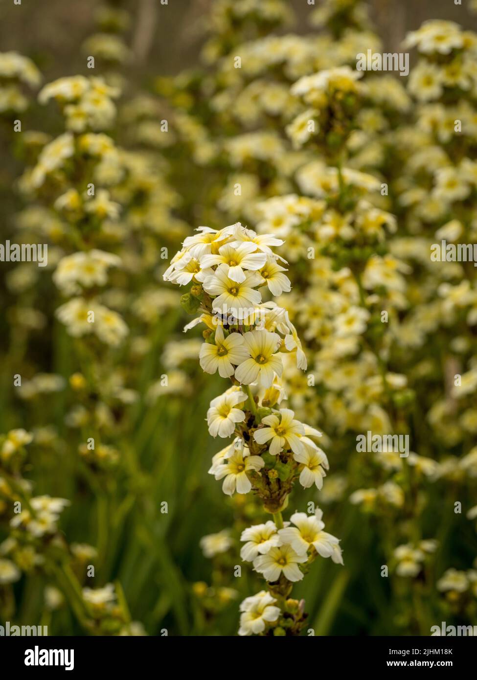 The pale creamy yellow flowers of Sisyrinchium striatum, common names pale yellow-eyed-grass or satin flower. Stock Photo