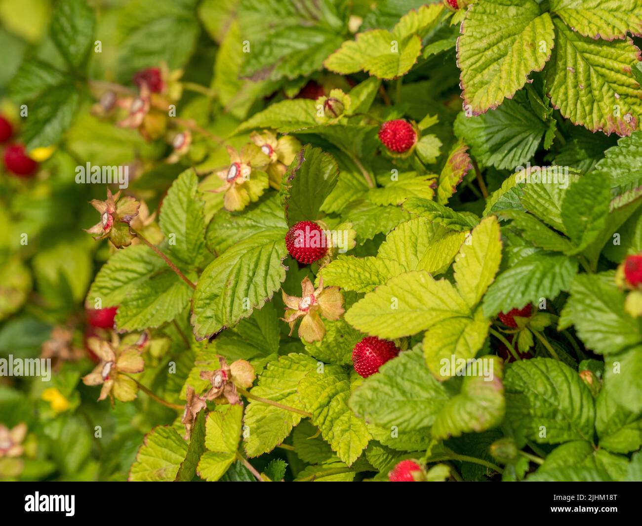 Wild strawberries growing in a UK garden. Stock Photo