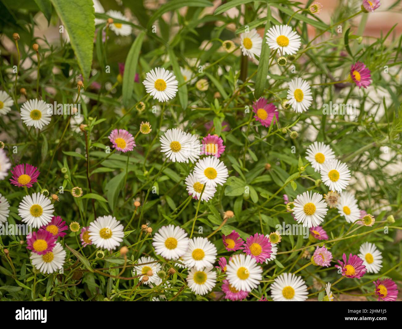 Pink and white daisy flowers of Erigeron karvinskianus also known as Mexican fleabane. Stock Photo