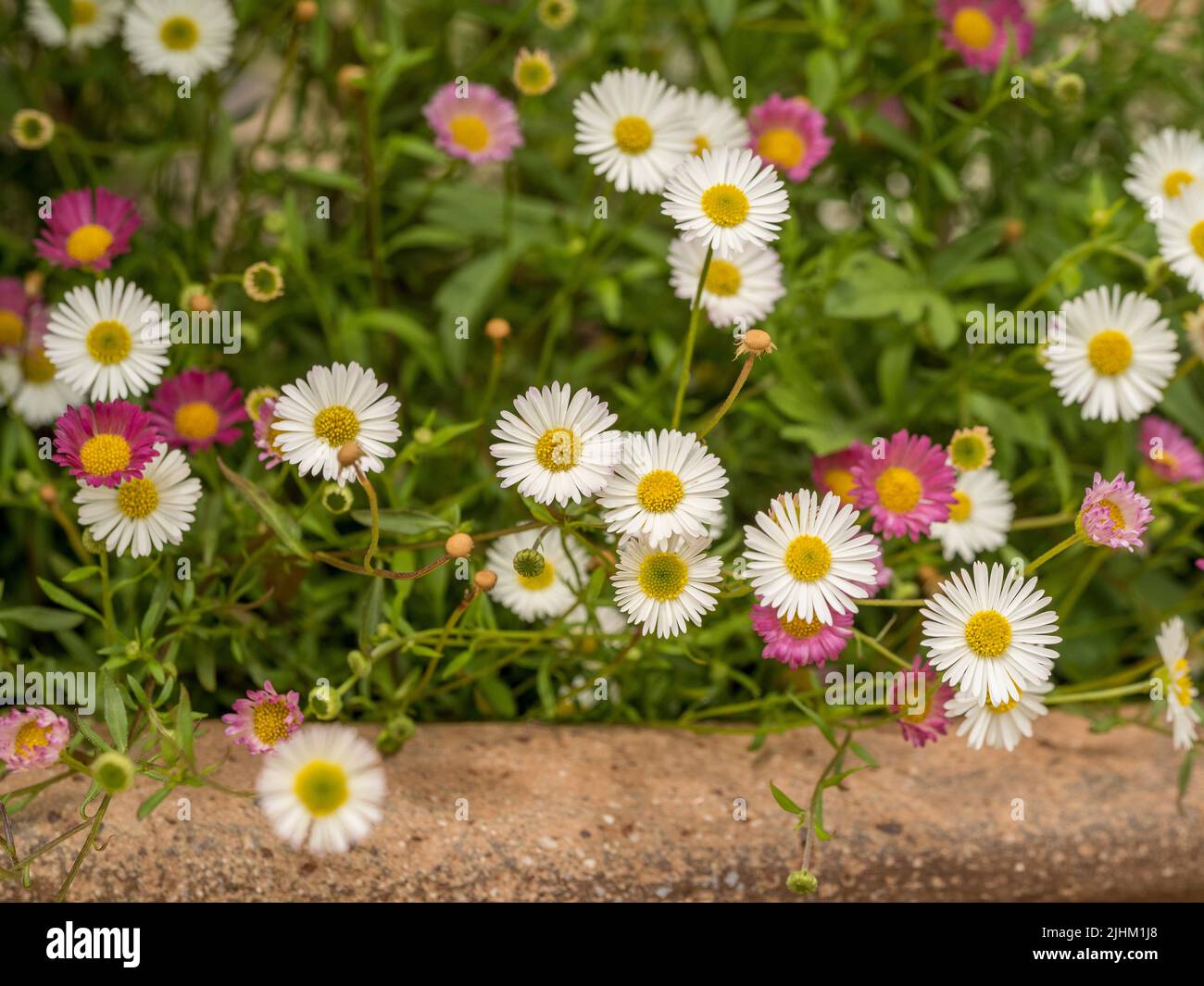 Pink and white daisy flowers of Erigeron karvinskianus also known as Mexican fleabane, growing in a terracotta plant pot. Stock Photo