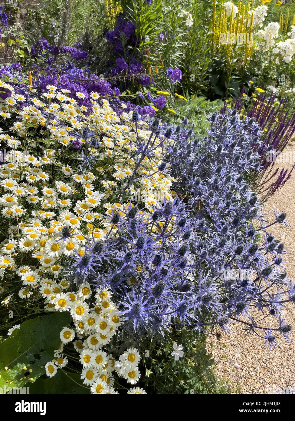 White Ox-eye daisies growing alongside blue Sea Holly in a UK garden. Stock Photo