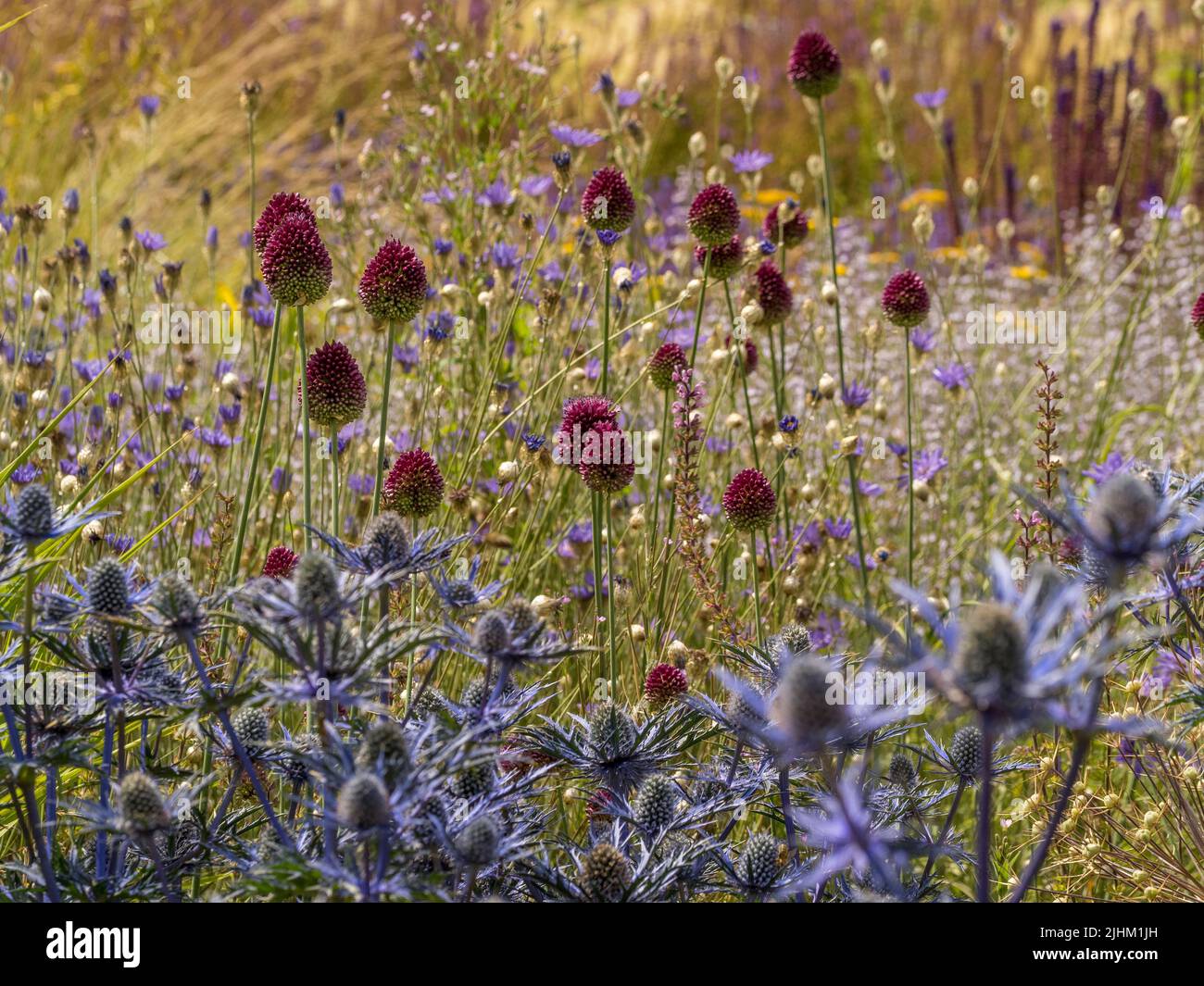 Blue Eryngiums and Allium sphaerocephalon growing amongst ornamental grasses. Stock Photo