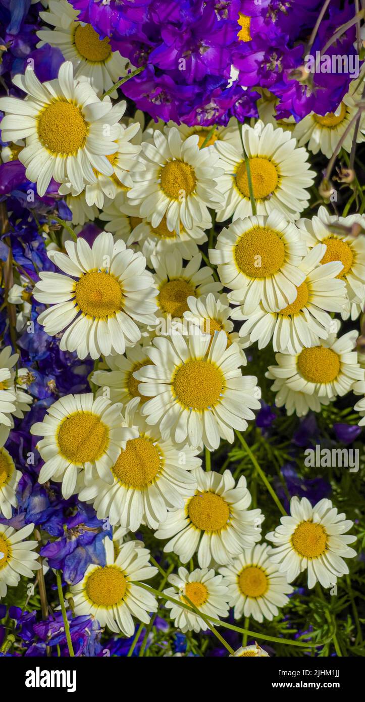 White Oxeye daisies growing a UK garden Stock Photo Alamy