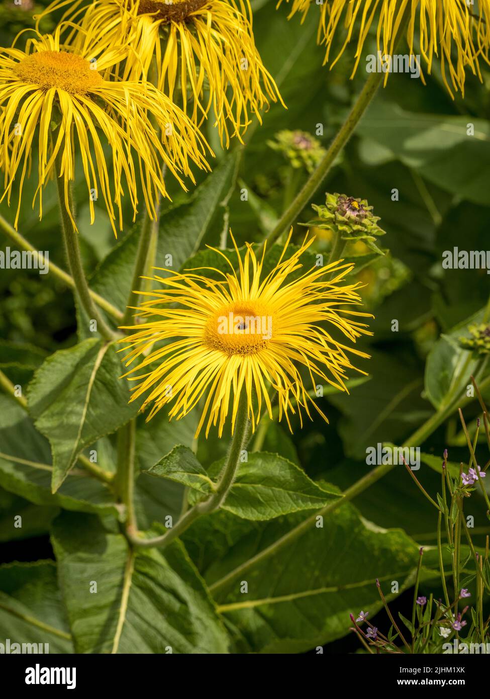 The shaggy yellow flowers of Inula magnifica growing in a UK garden. Stock Photo