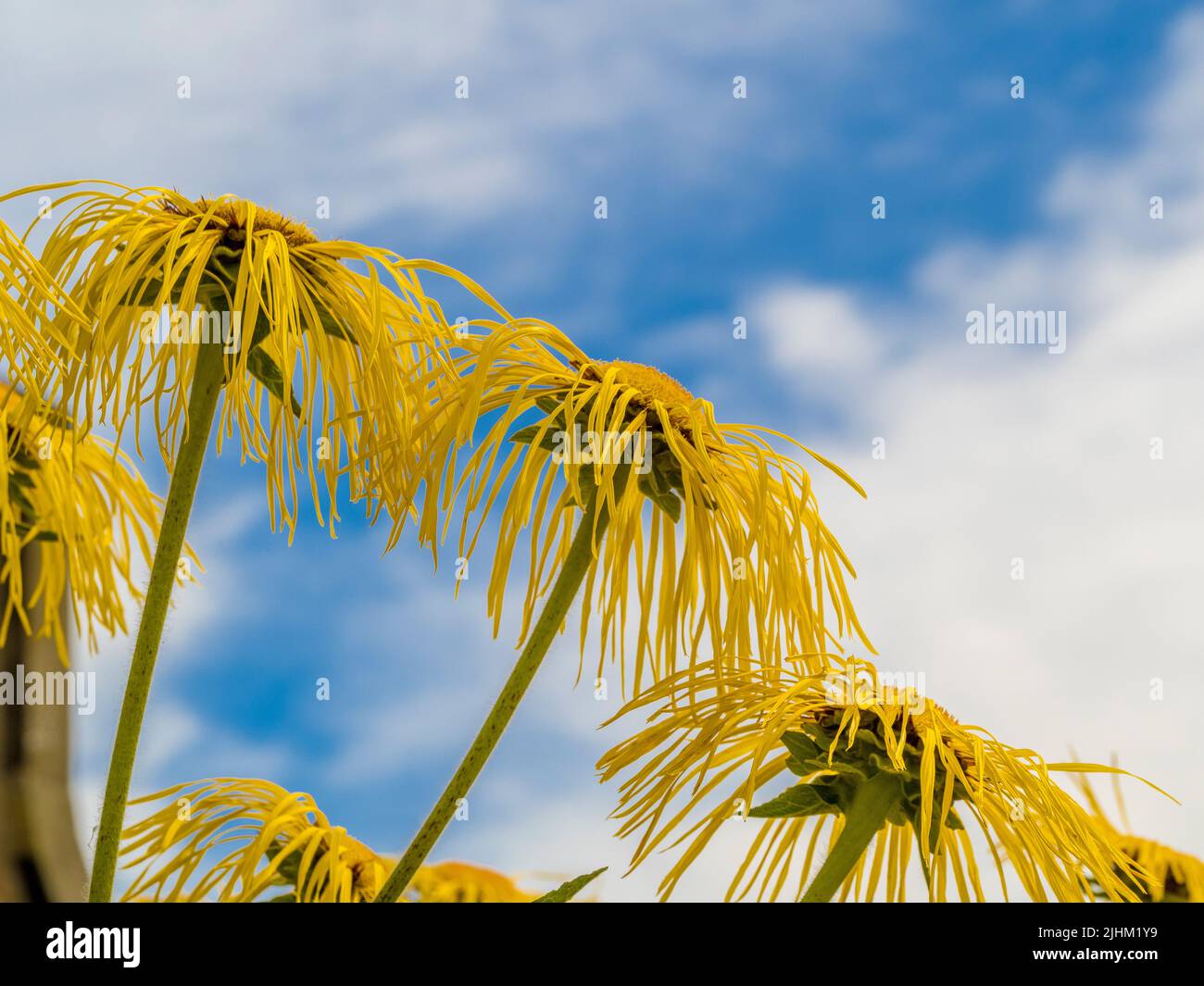 The shaggy yellow flowers of Inula magnifica growing in a UK garden seen against a blue sky. Stock Photo
