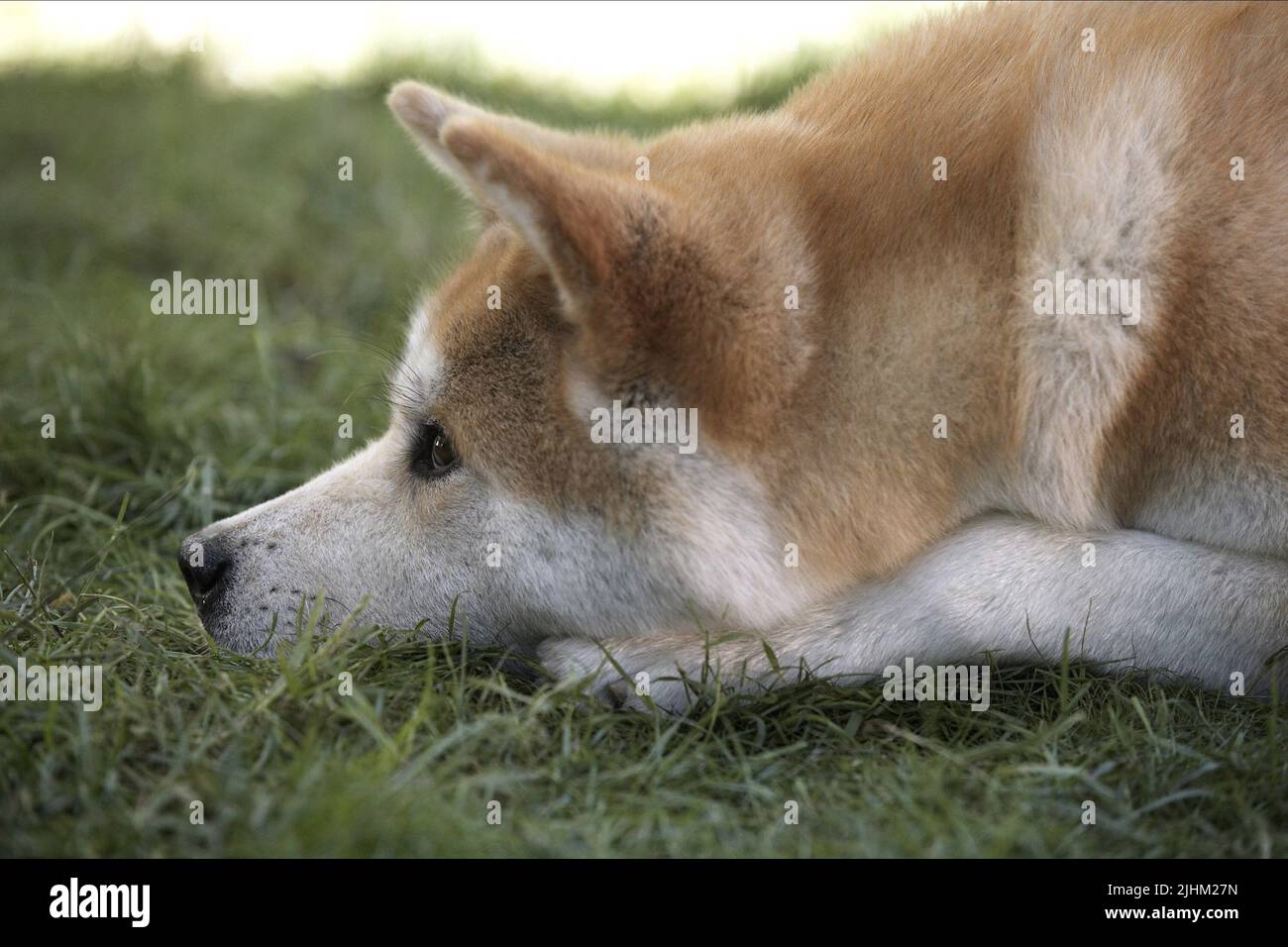HACHIKO, HACHIKO: A DOG'S STORY , 2009 Stock Photo