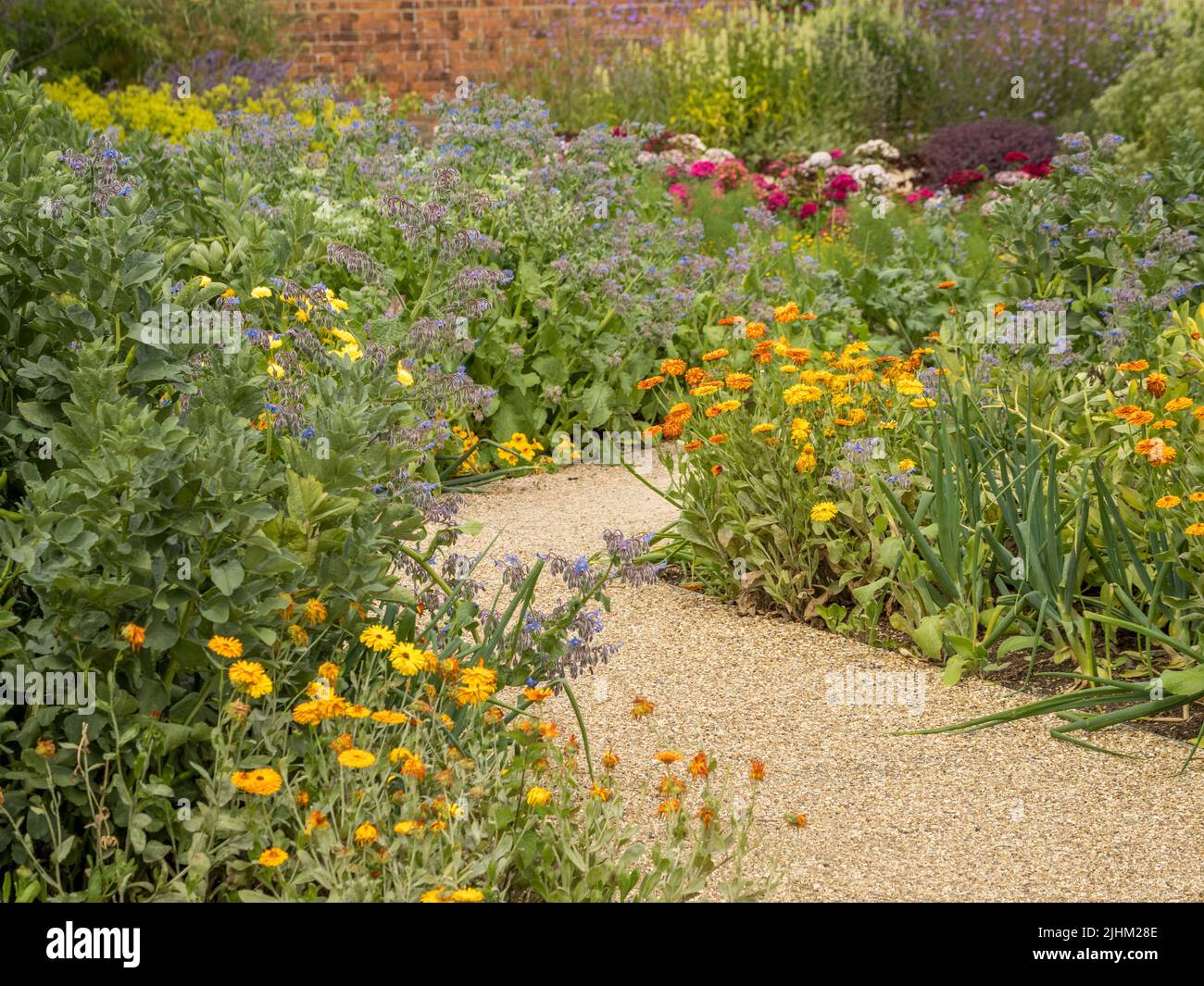 Gravel path winding through flower beds in a UK garden. Stock Photo