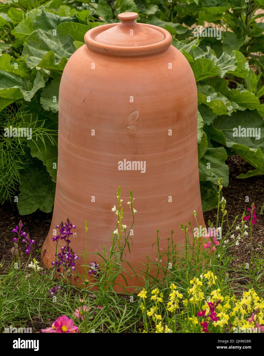 Terracotta Rhubarb forcer in a UK garden with colourful flowers in the foreground. Stock Photo