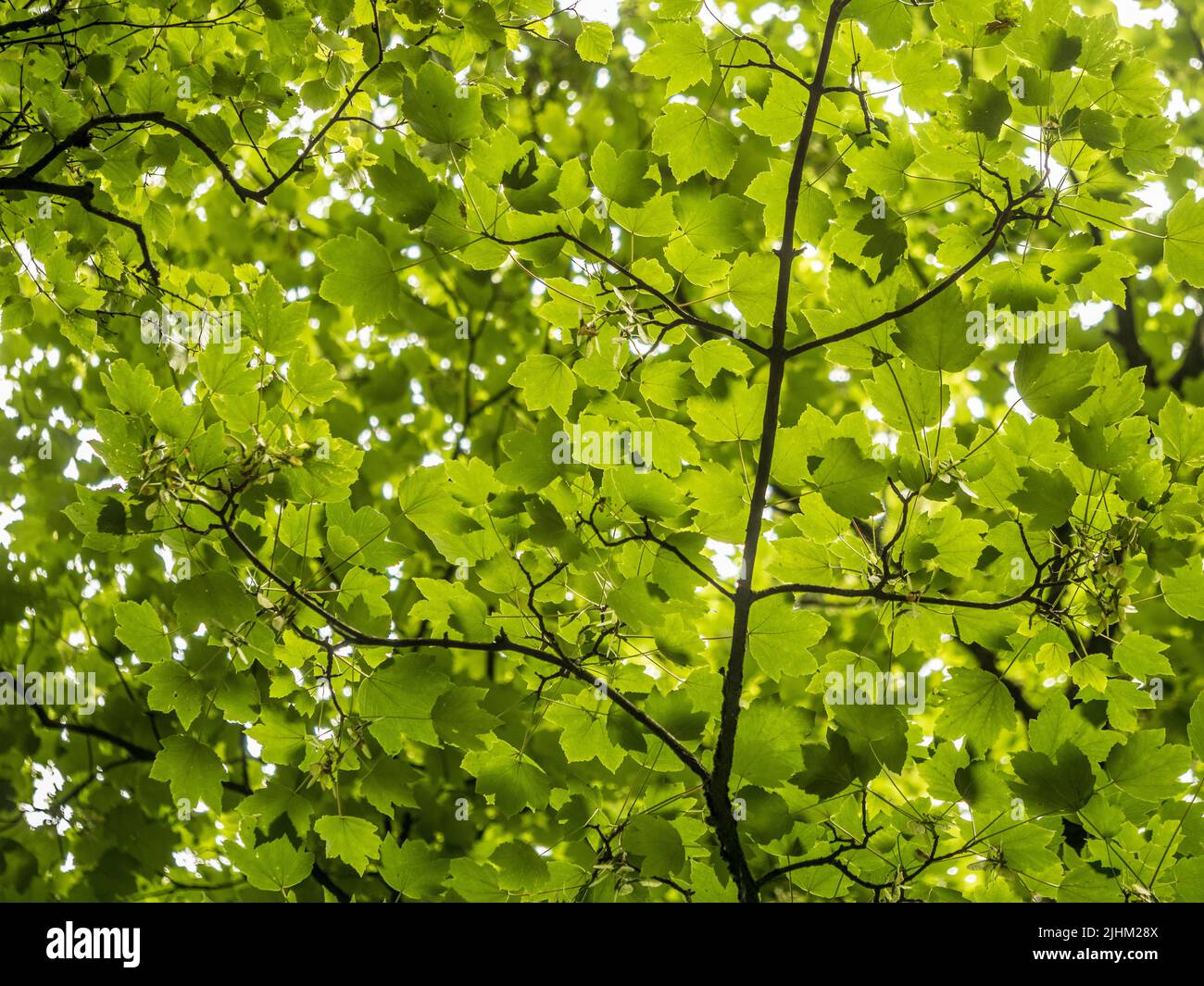 Looking up into a canopy of trees in a UK woodland. Stock Photo