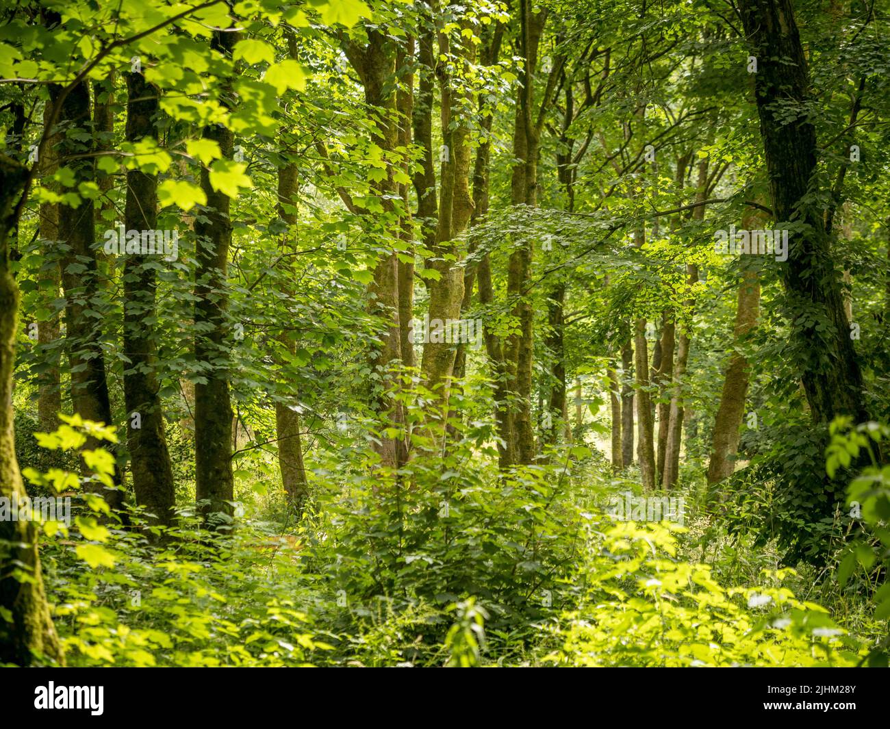 UK woodland in summer. Stock Photo