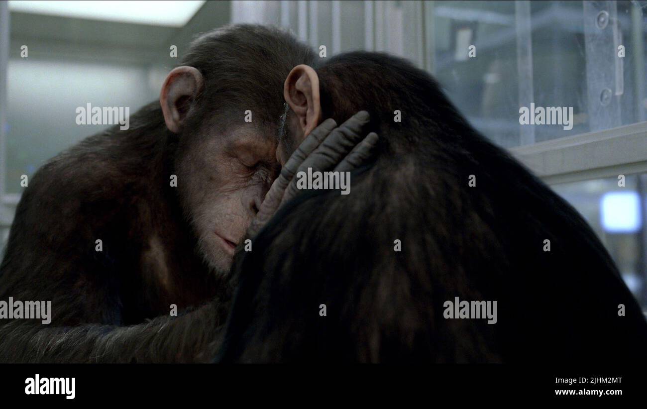 APES, RISE OF THE PLANET OF THE APES, 2011 Stock Photo