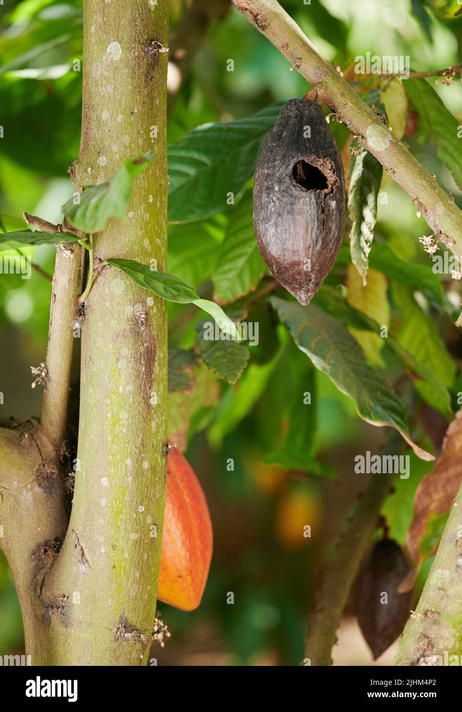 Problem with cacao plants theme. Dark with disease cocoa  pod with hole Stock Photo