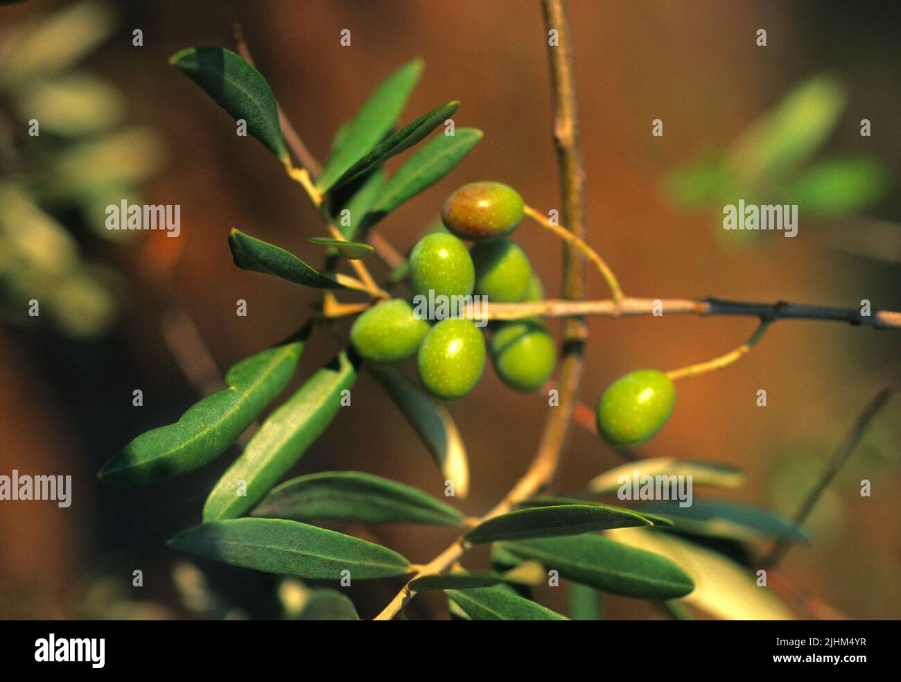 olives growing on a tree branch in Italy. Olive tree branch closeup Stock Photo