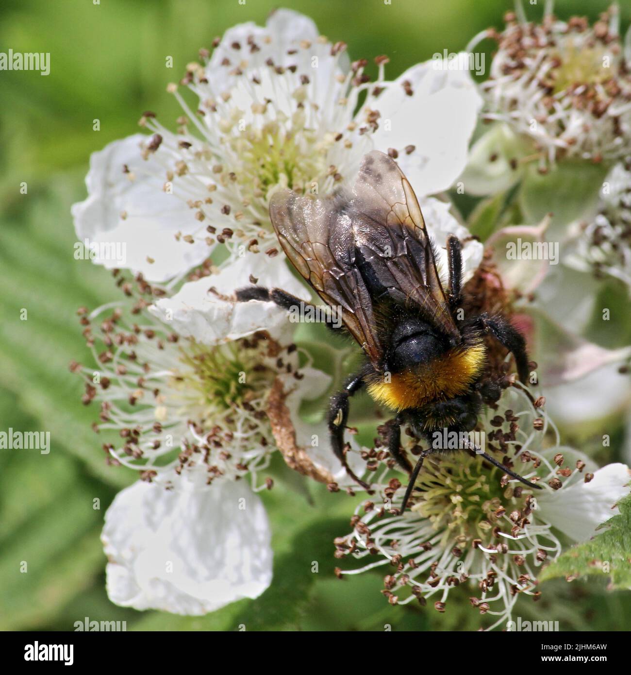 Southern cuckoo bumblebee (Bombus vestalis) on a Bramble flower Stock Photo