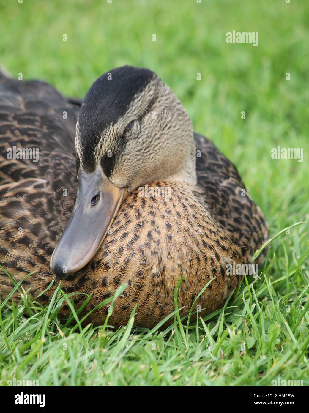 Female Mallard Duck sitting on the grass Stock Photo