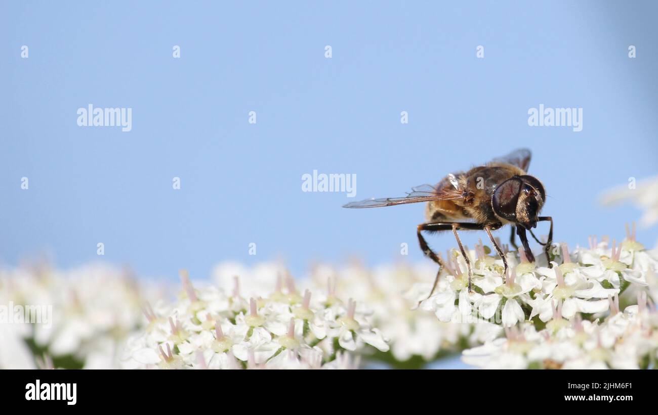 Fly on white umbel flower Stock Photo