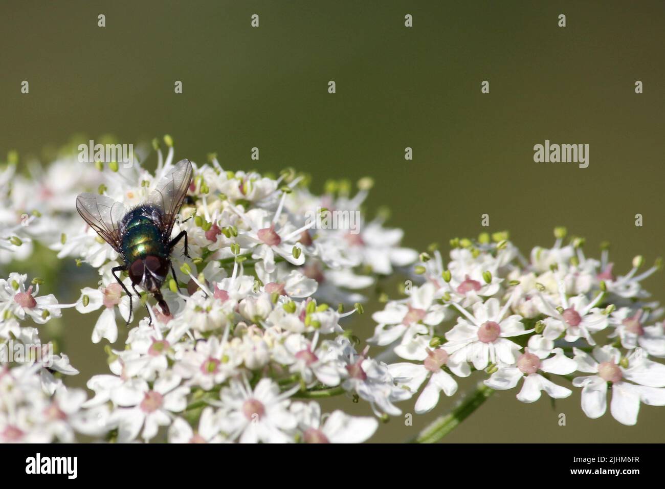 Blow Fly (Lucilia caesar) on a flower Stock Photo