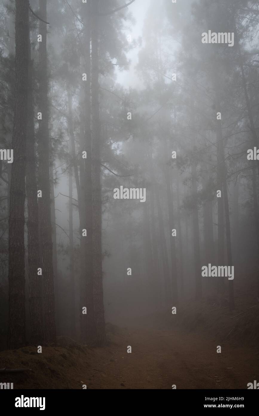 Foggy forest path between pines. Mysterious misty day Stock Photo - Alamy