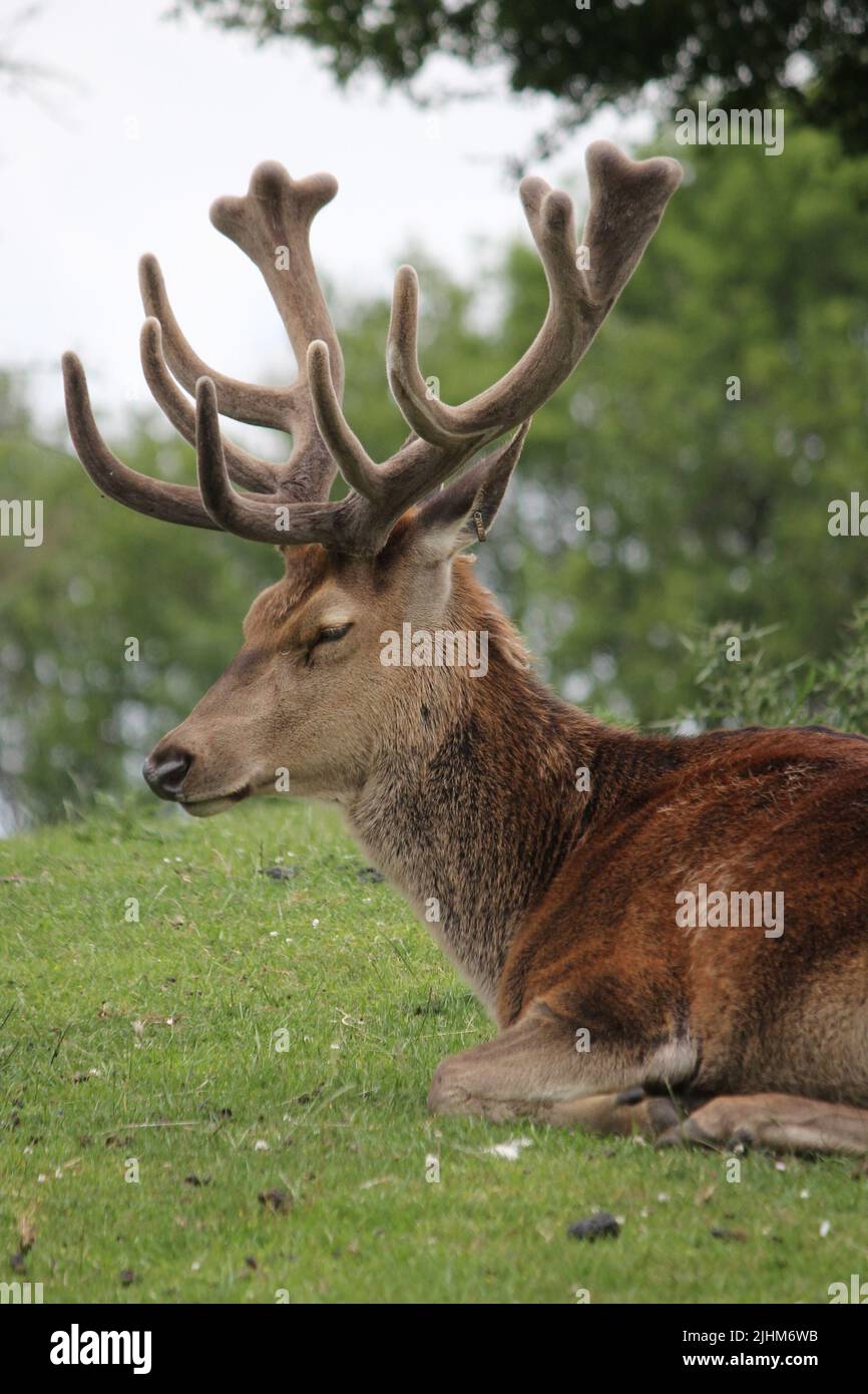 Red Deer Stage (Cervus elaphus) sitting in parkland Stock Photo