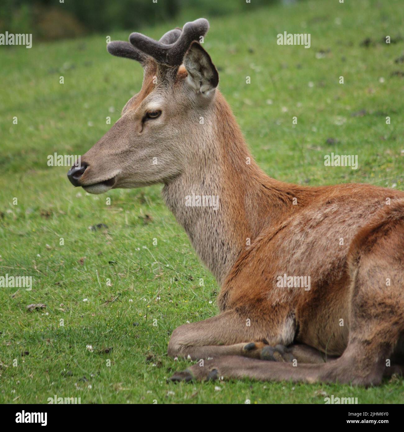 Juvenile Red Deer Stage (Cervus elaphus) sitting in parkland Stock Photo
