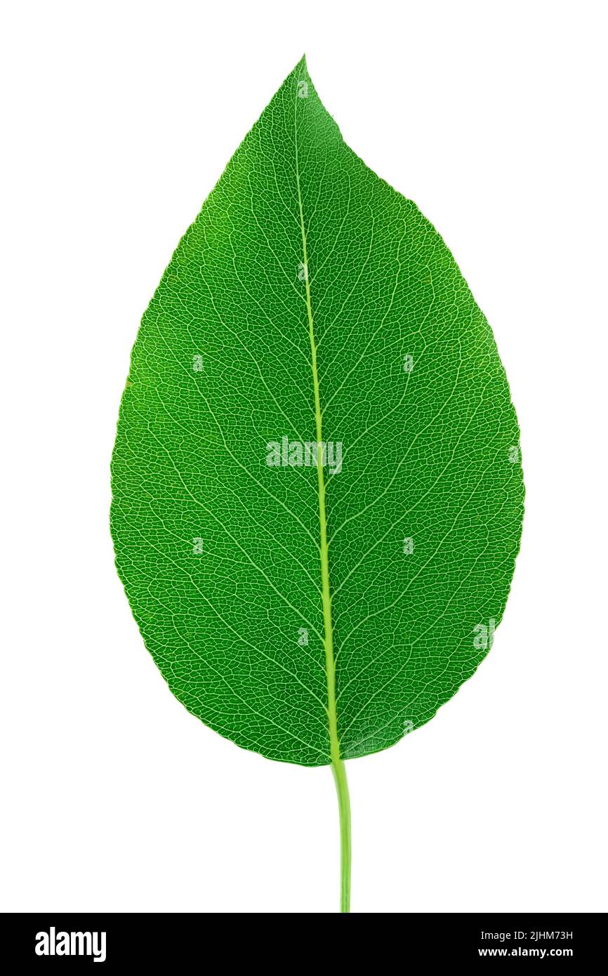 Green pear leaf isolated on white background Stock Photo