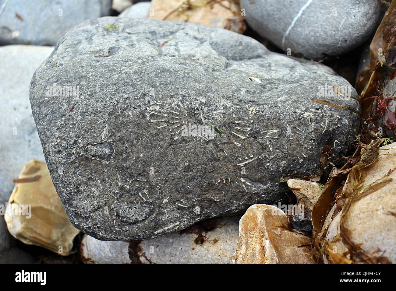 fossils in the rock near the The Pearl of Dorset, Lyme Regis on the Jurassic Coast Stock Photo
