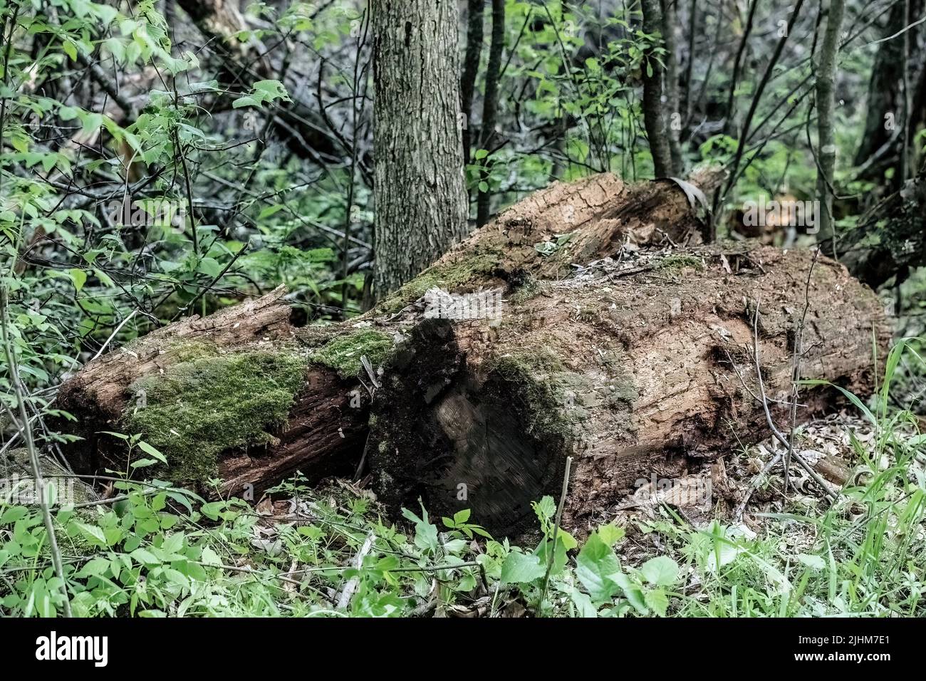 Fallen rotting logs along a path in the springtime woods in North