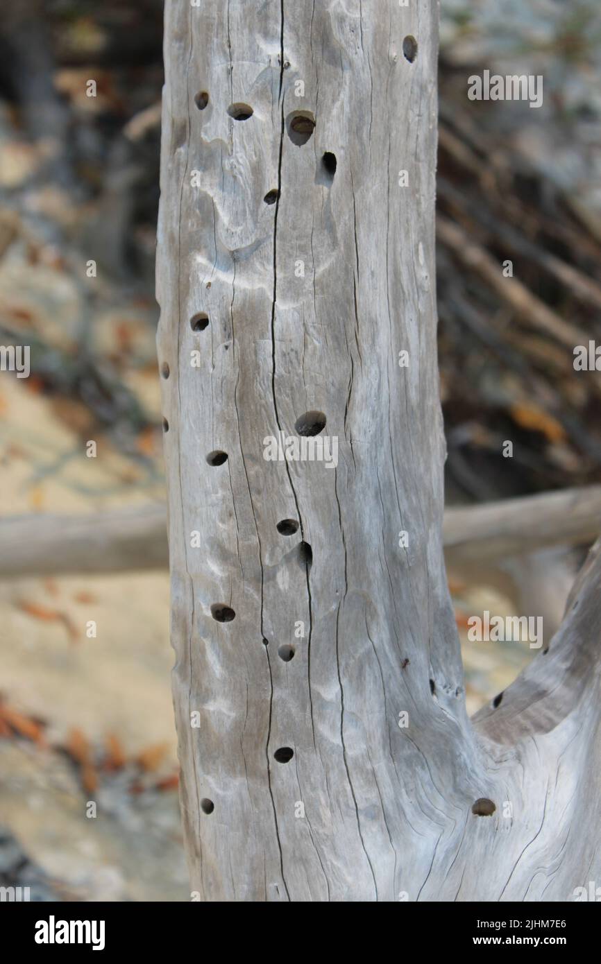 large piece of drift wood with woodpecker holes on a coral island Stock Photo