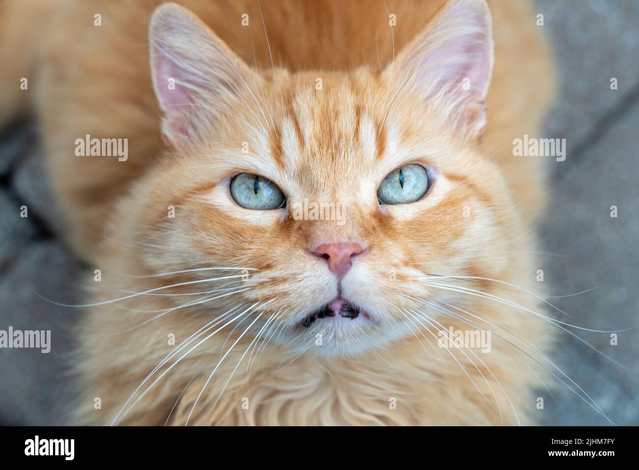 Old blue eyes close up hi-res stock photography and images - Alamy