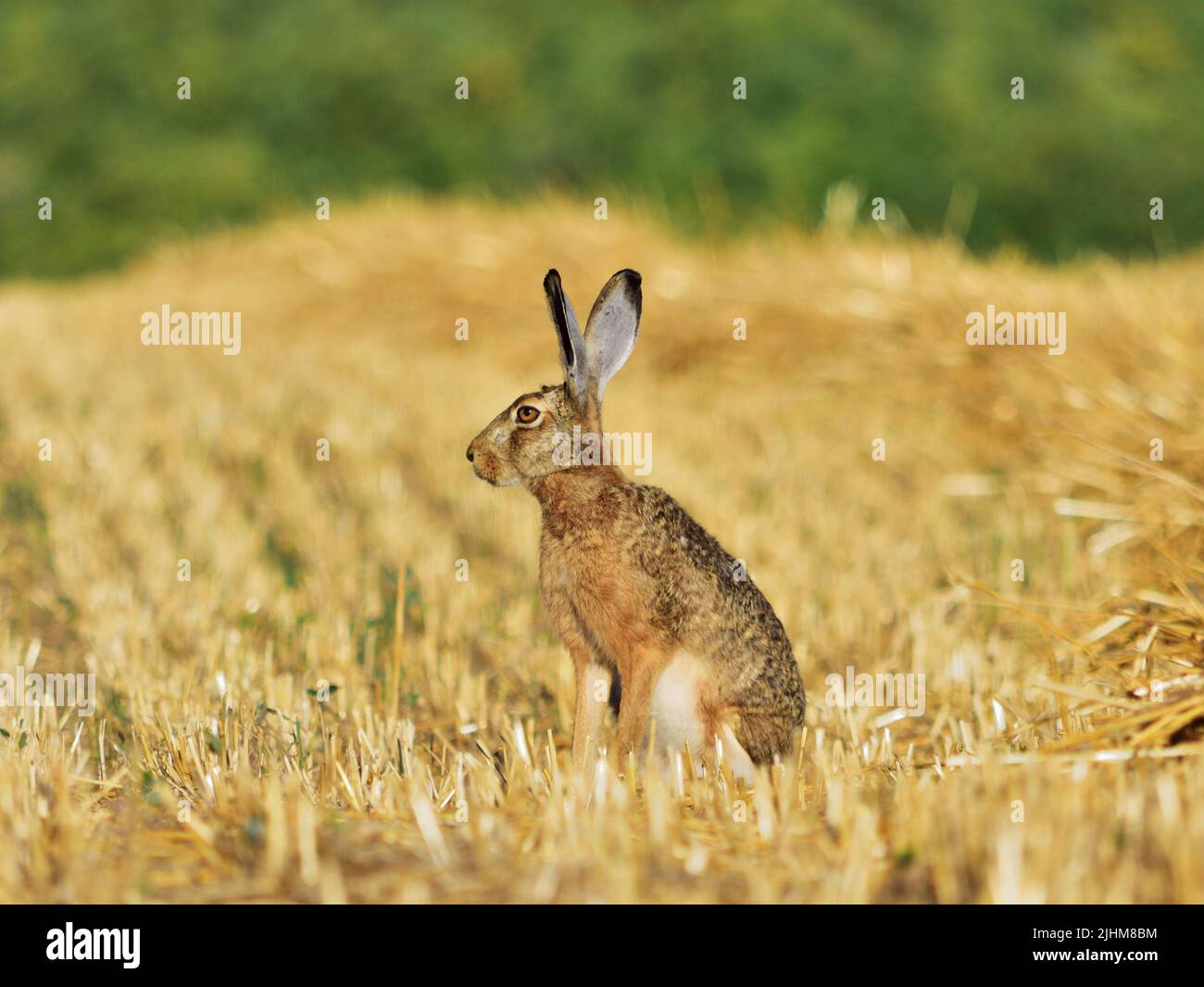 European hare - Lepus europaeus on a stubble field in rural Hungary Stock Photo