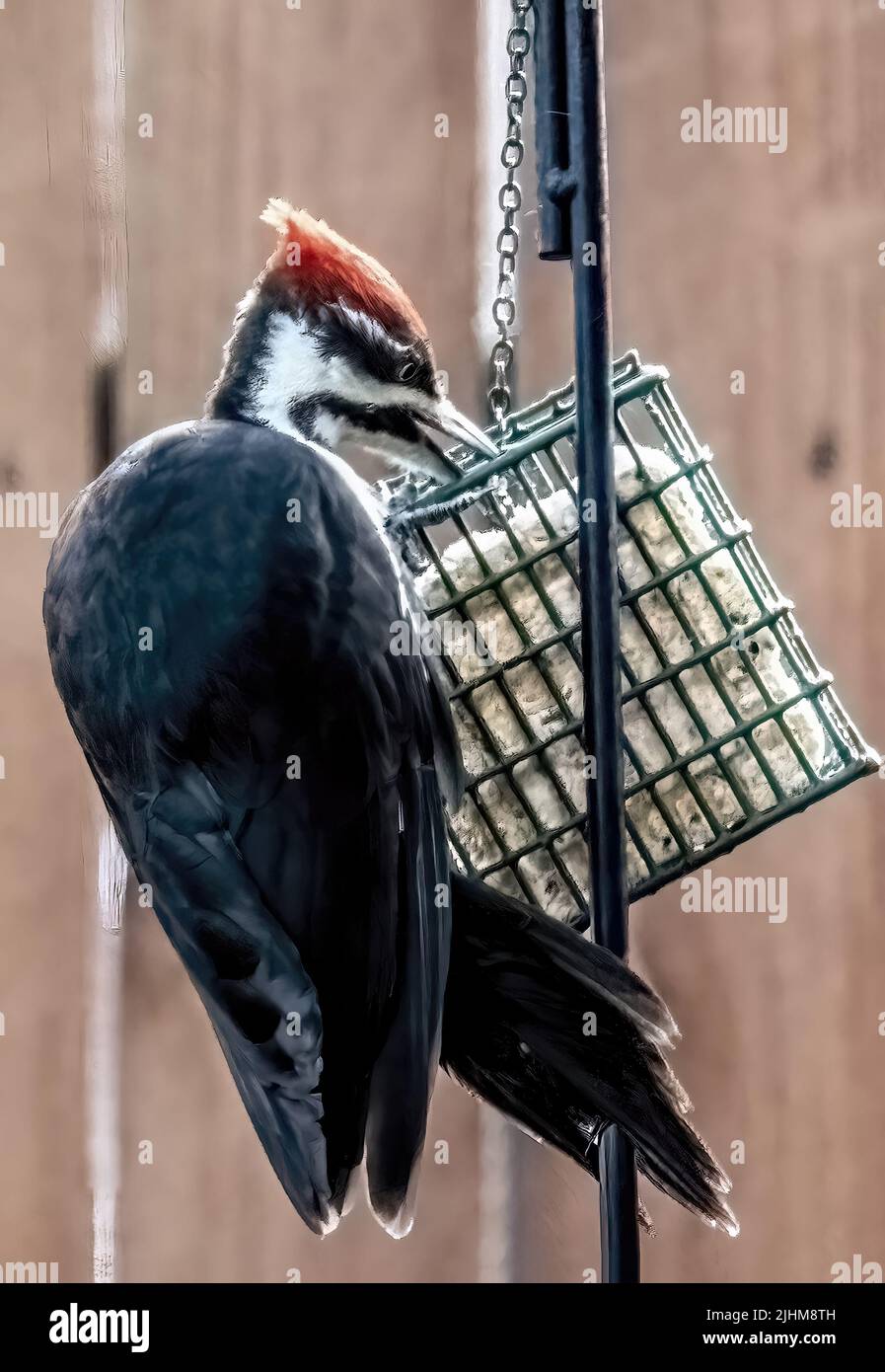 Female pileated woodpecker eating at a backyard suet feeder in the winter in Taylors Falls
