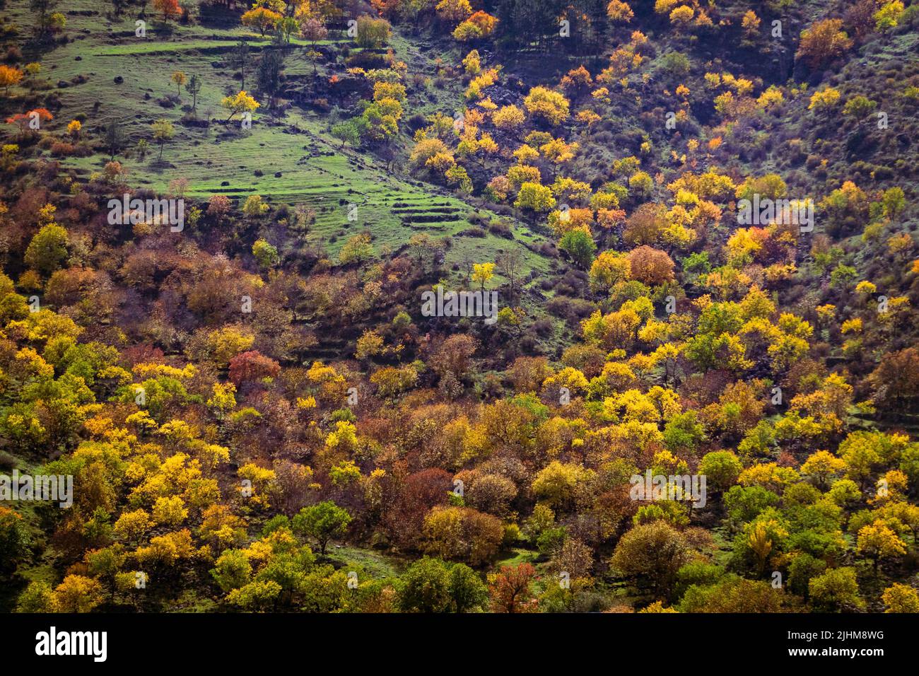 Autumn trees on mountain slope Stock Photo - Alamy