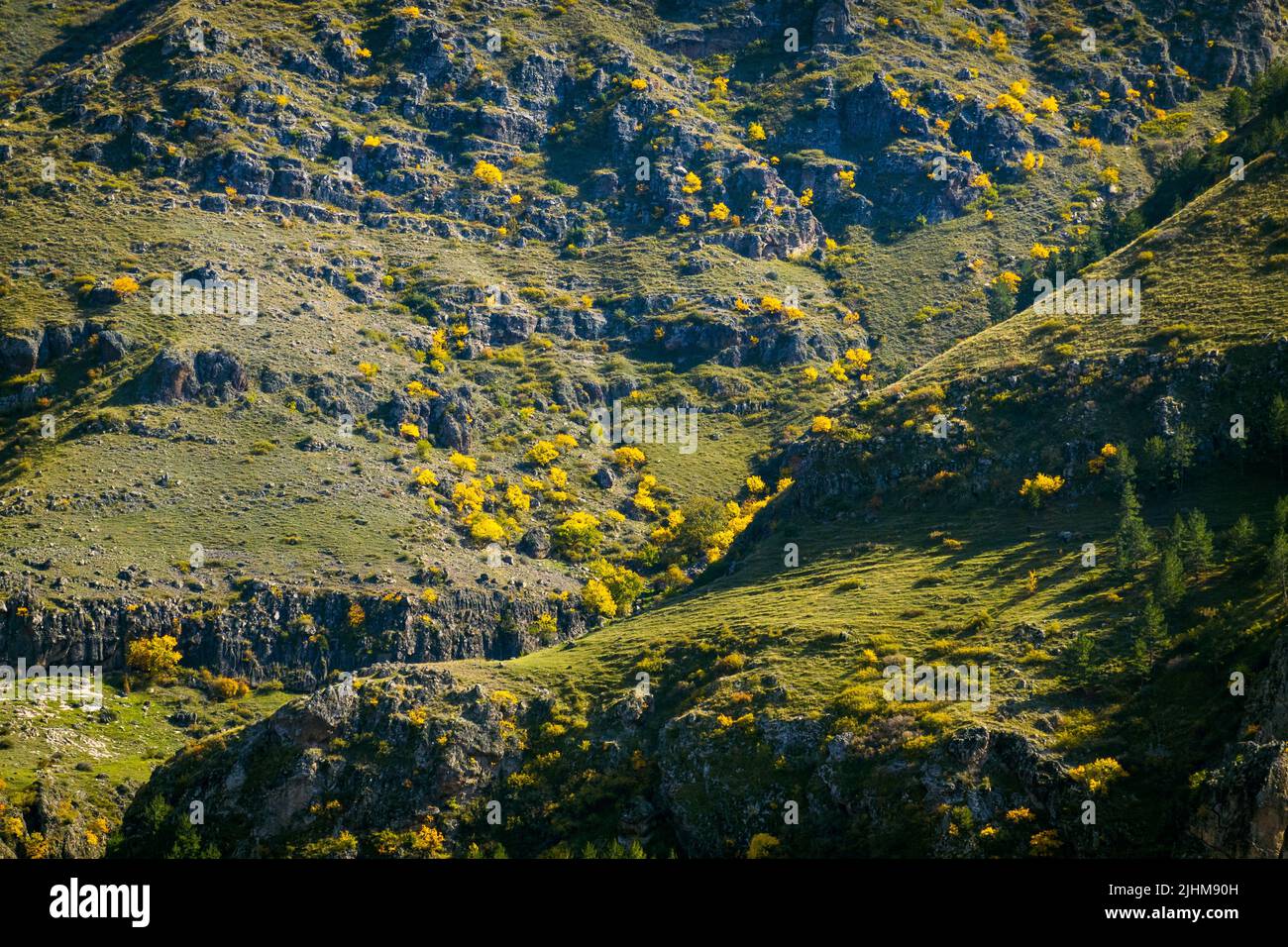 Autumn trees on mountain slope Stock Photo - Alamy