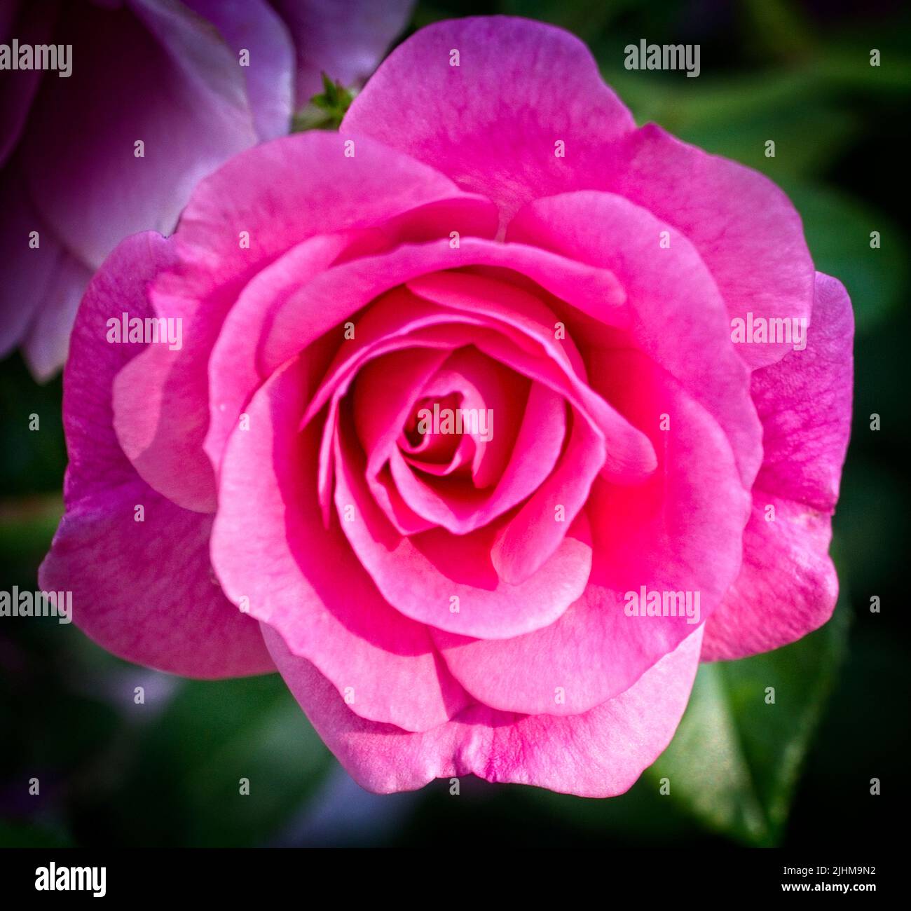 Hybrid tea rose Calgary Zoo Alberta Stock Photo - Alamy