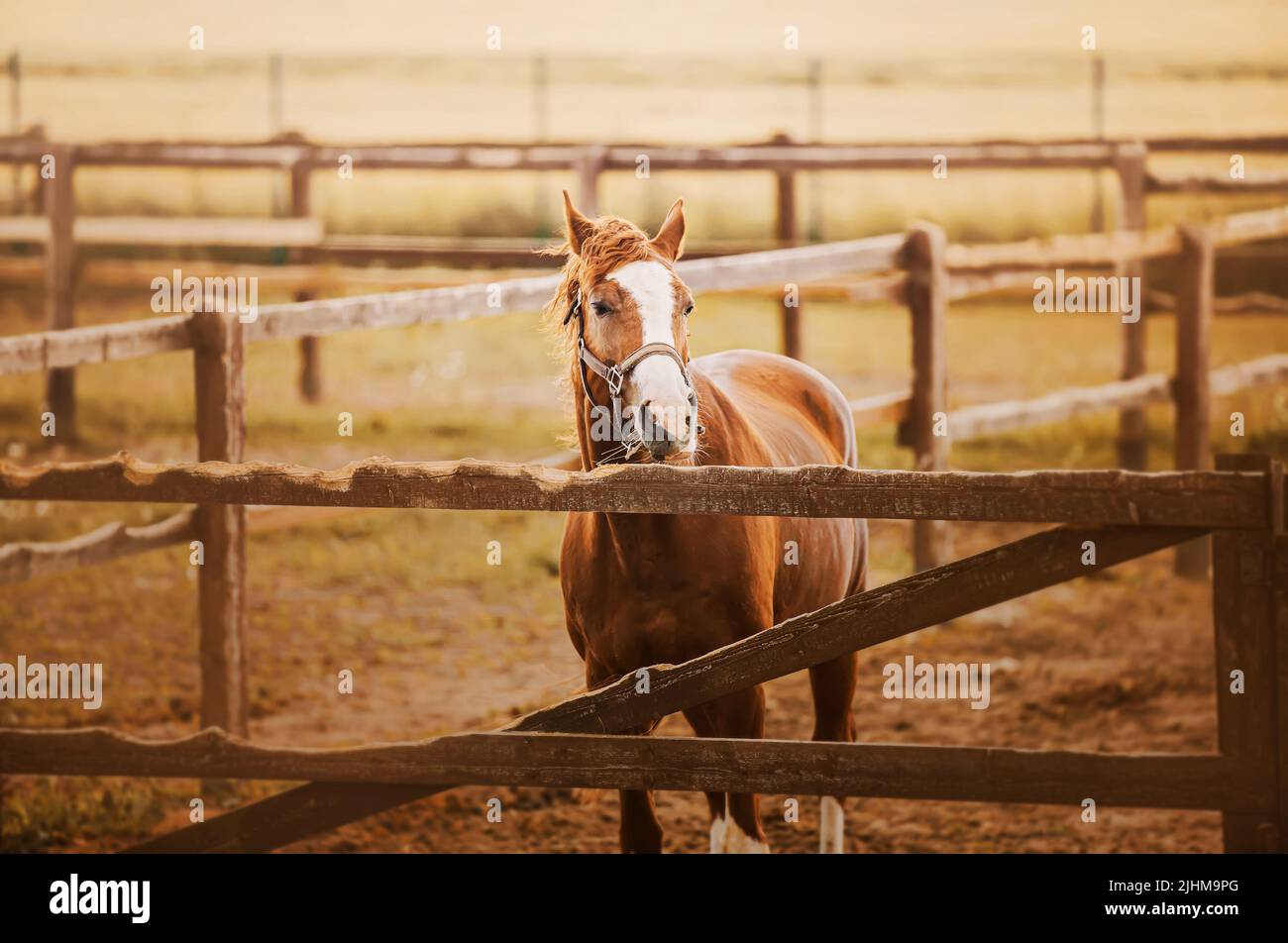 A beautiful sorrel horse stands in a paddock with a wooden fence on a farm located in the fields on a summer day. Agriculture and livestock. Stock Photo