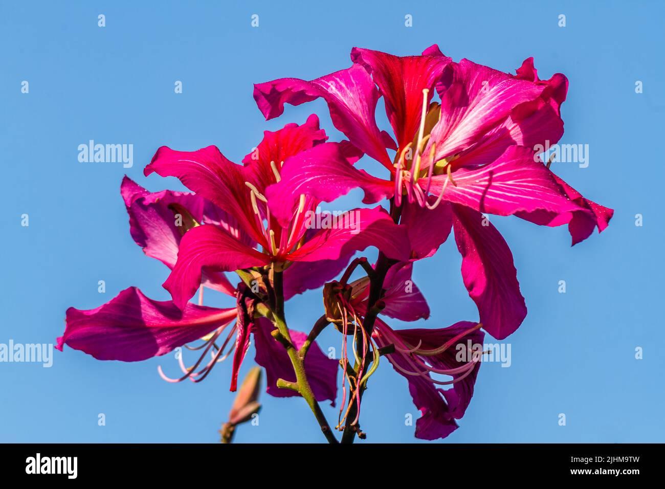 The blooming bauhinia flowers are red and pink with green petals, the tip of the pistil is full of yellow powder Stock Photo
