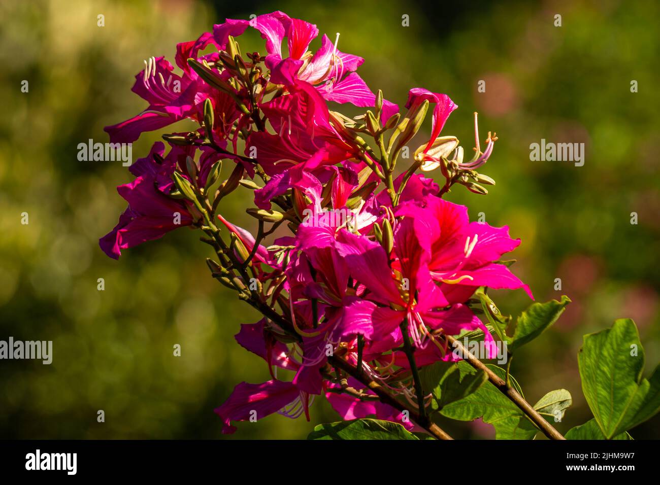 The blooming bauhinia flowers are red and pink with green petals, the tip of the pistil is full of yellow powder Stock Photo