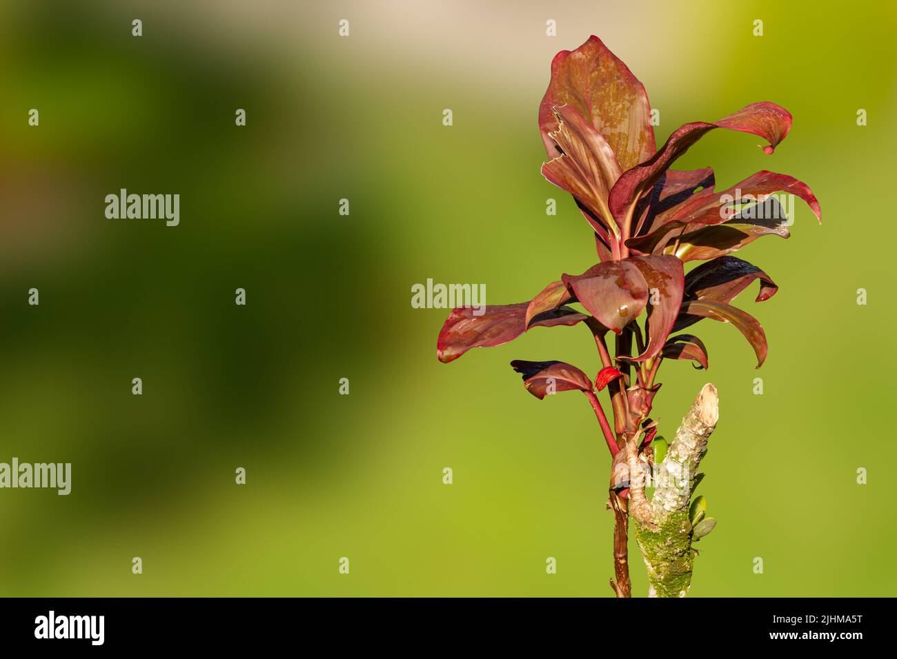 Broadleaf palm lily plant which has a combination of green and red leaf colors, natural vegetation of tropical forests Stock Photo