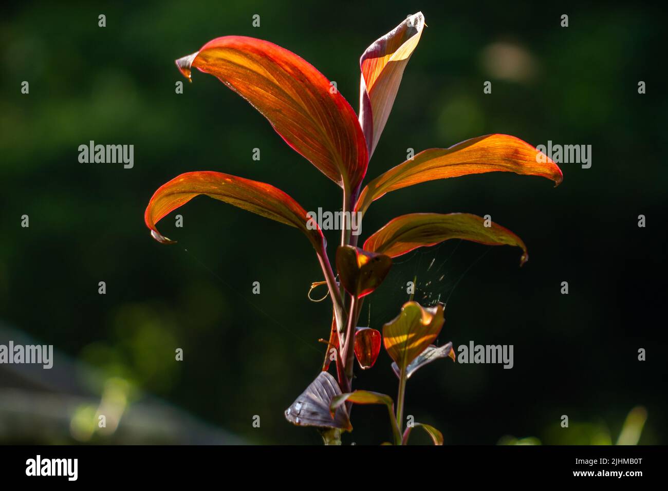Broadleaf palm lily plant which has a combination of green and red leaf colors, natural vegetation of tropical forests Stock Photo