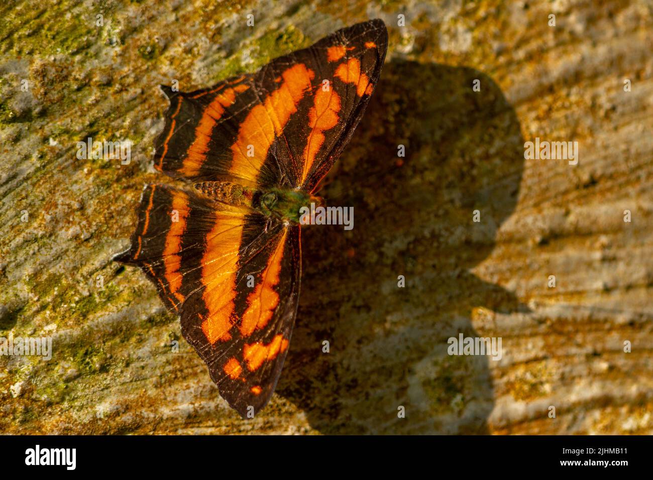 A fingernail perched on a concrete floor against the sun, the shadow of a butterfly is unique like batman Stock Photo