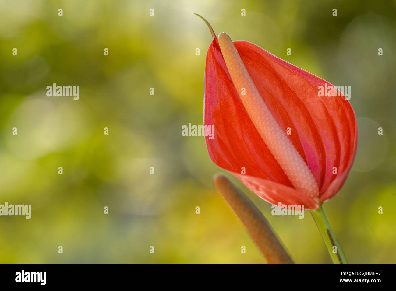 Flamingo lily flower with red petals with yellow white parts, isolated on a blurry background Stock Photo
