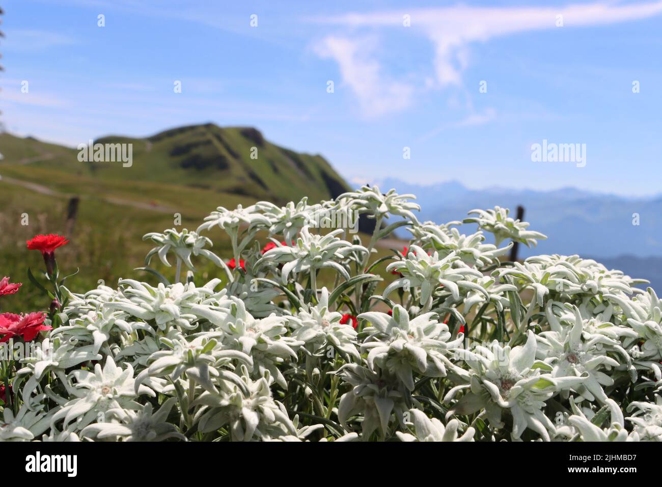 edelweiss in the alp. a very rare and protected flower seen in swiss alps during summertime at pizzol mountain. surface feels like cotton and fits per Stock Photo