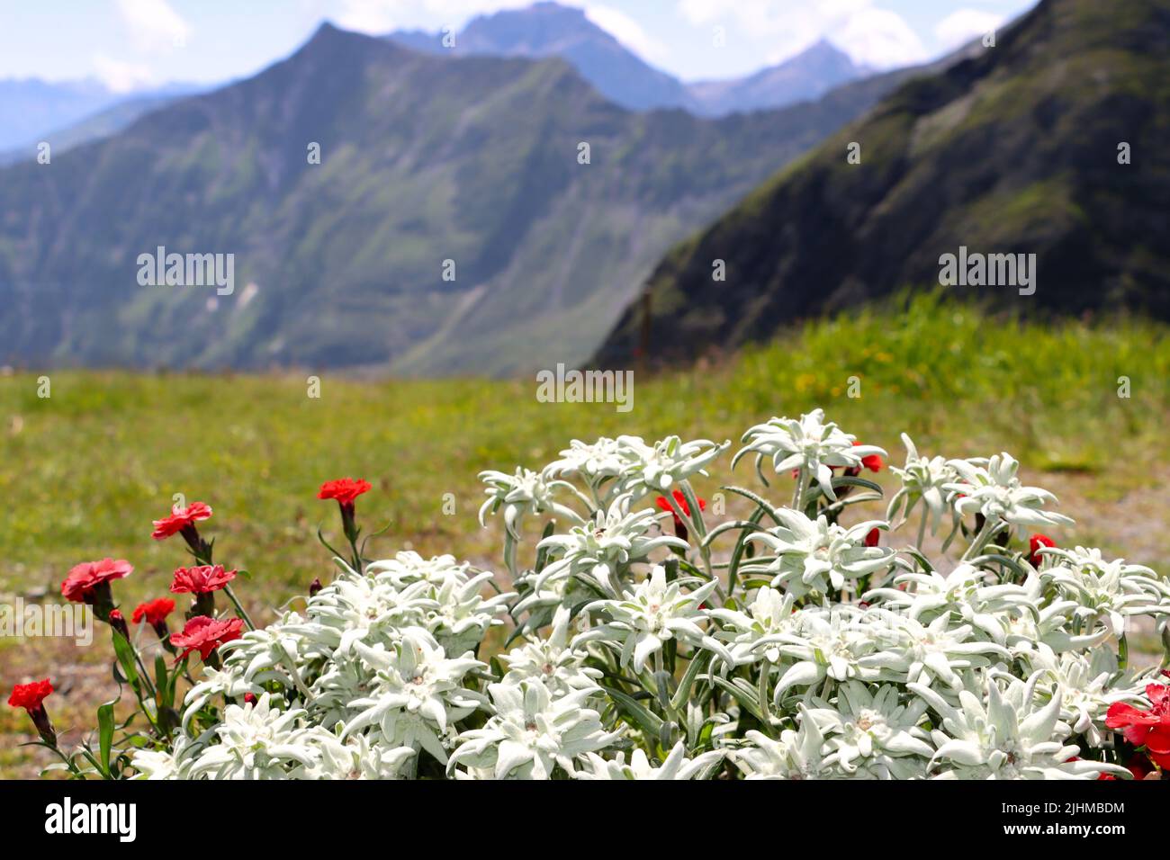 edelweiss in the alp. a very rare and protected flower seen in swiss alps during summertime at pizzol mountain. surface feels like cotton and fits per Stock Photo