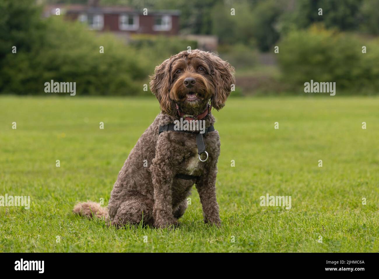 Picture of a cockapoo hires stock photography and images Alamy