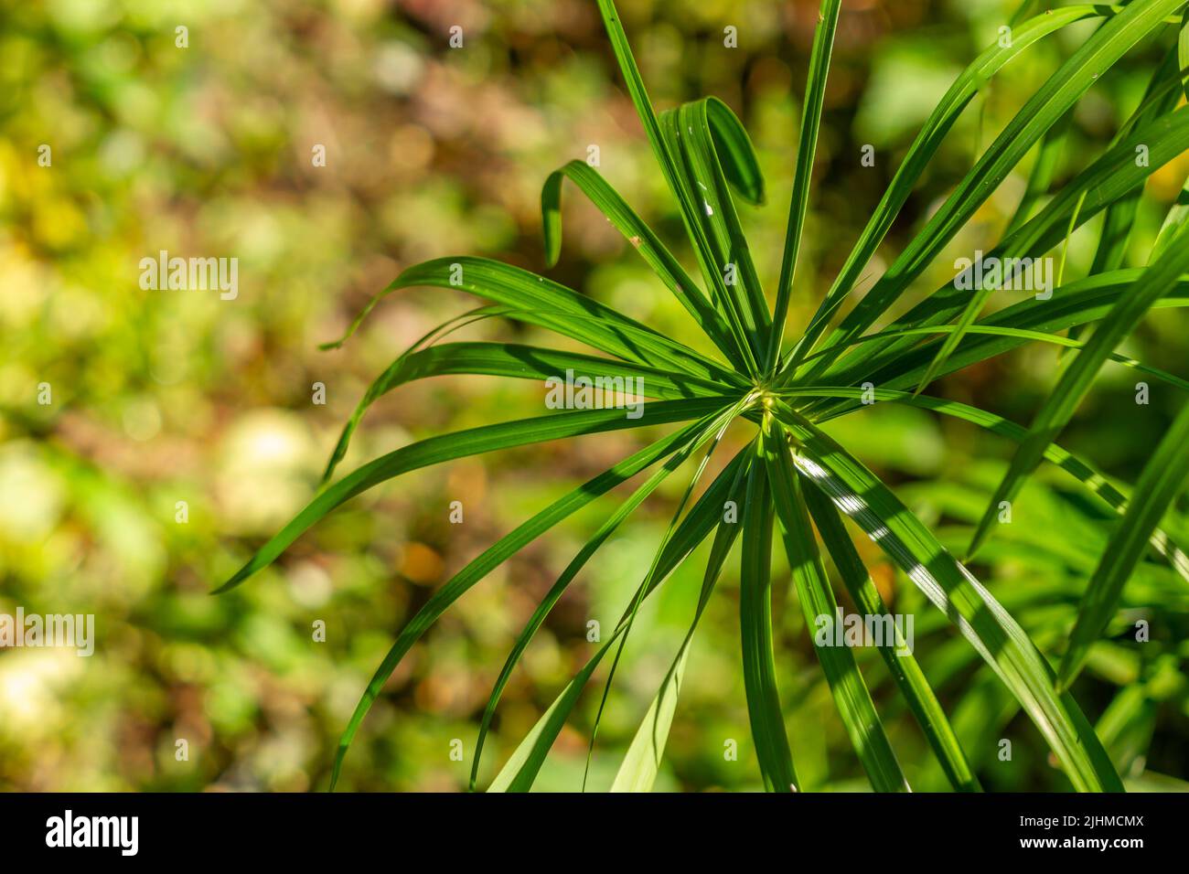 The leaves of the umbrella sedge plant in the form of small blades spread out to form like an umbrella, isolated on a blurry background Stock Photo