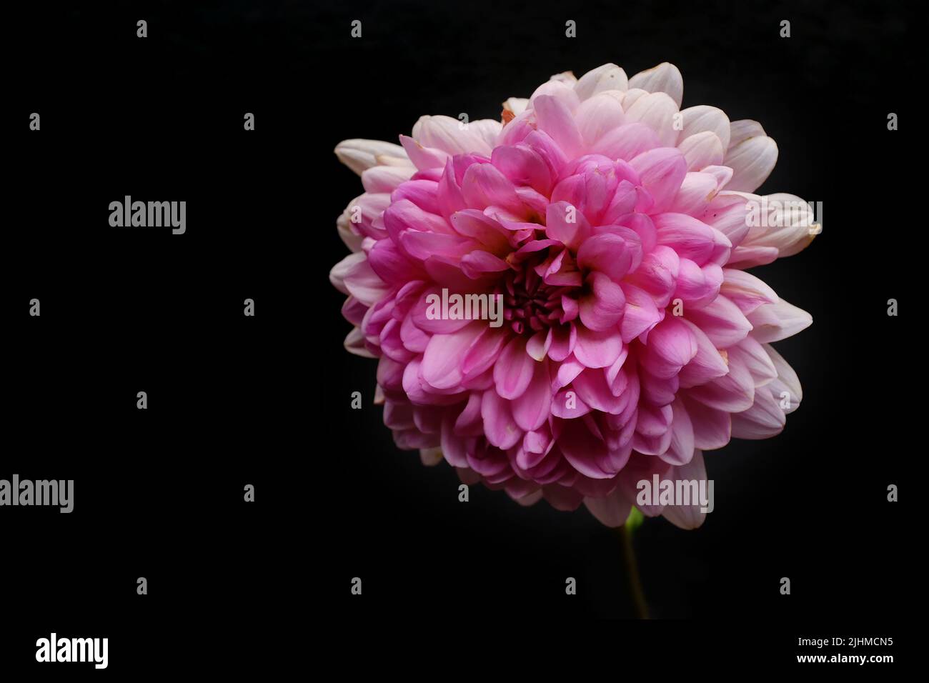 Dahlia light hi-res stock photography and images - Alamy