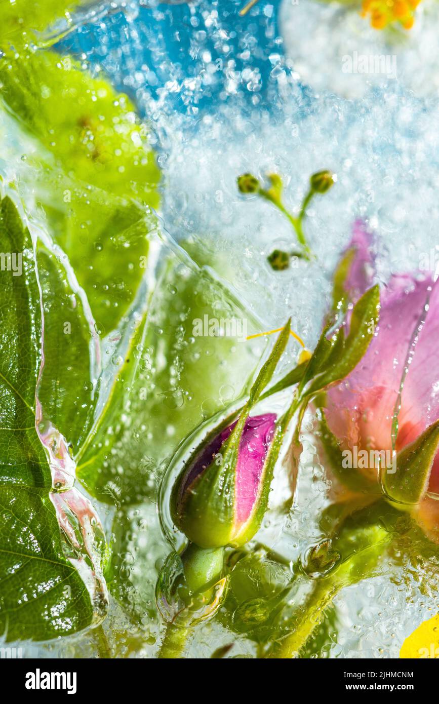 Colorful background of summer flowers and roses in frozen water with