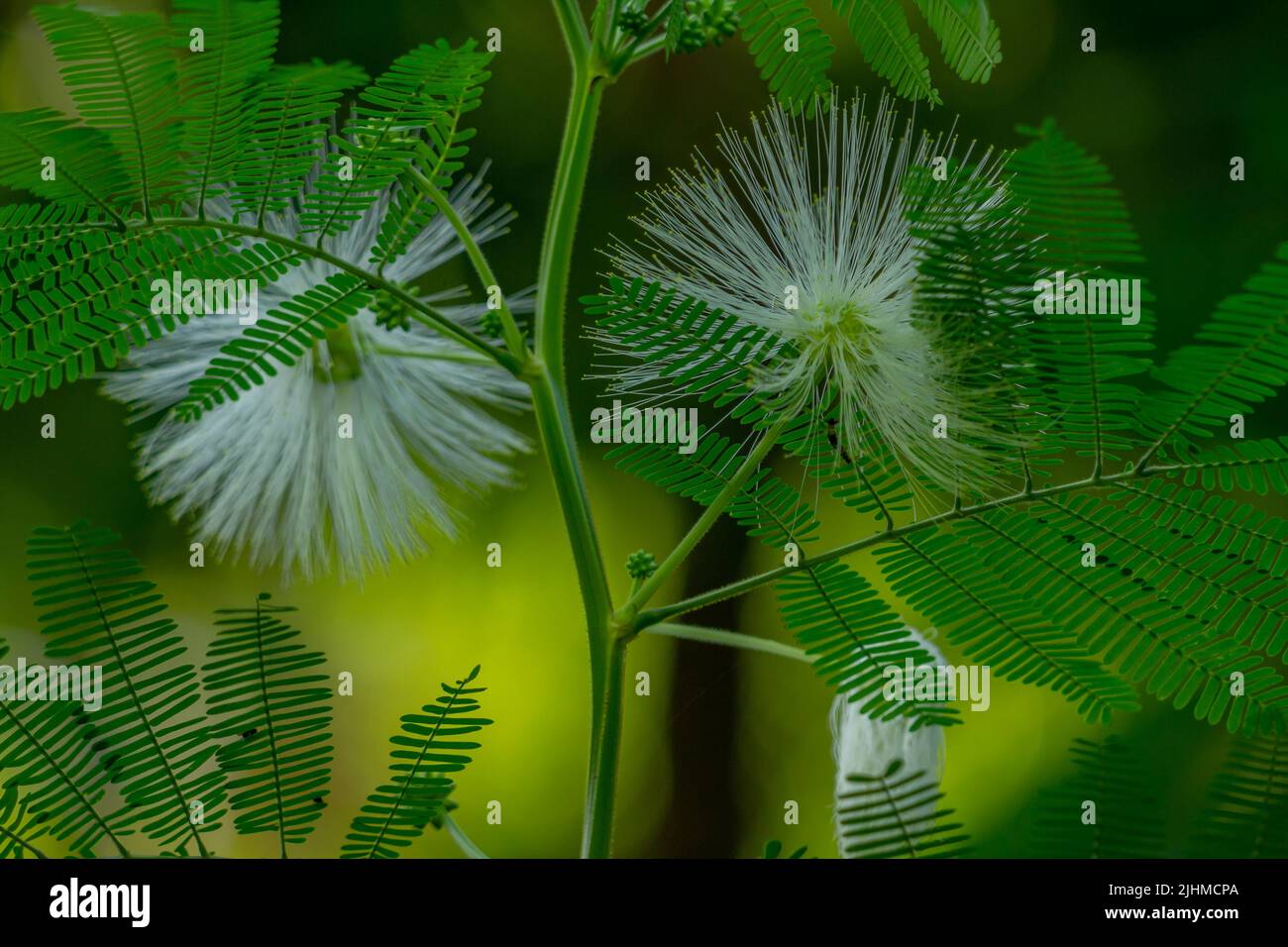 Mimosa flower plant in bloom, the flower is in the form of long white