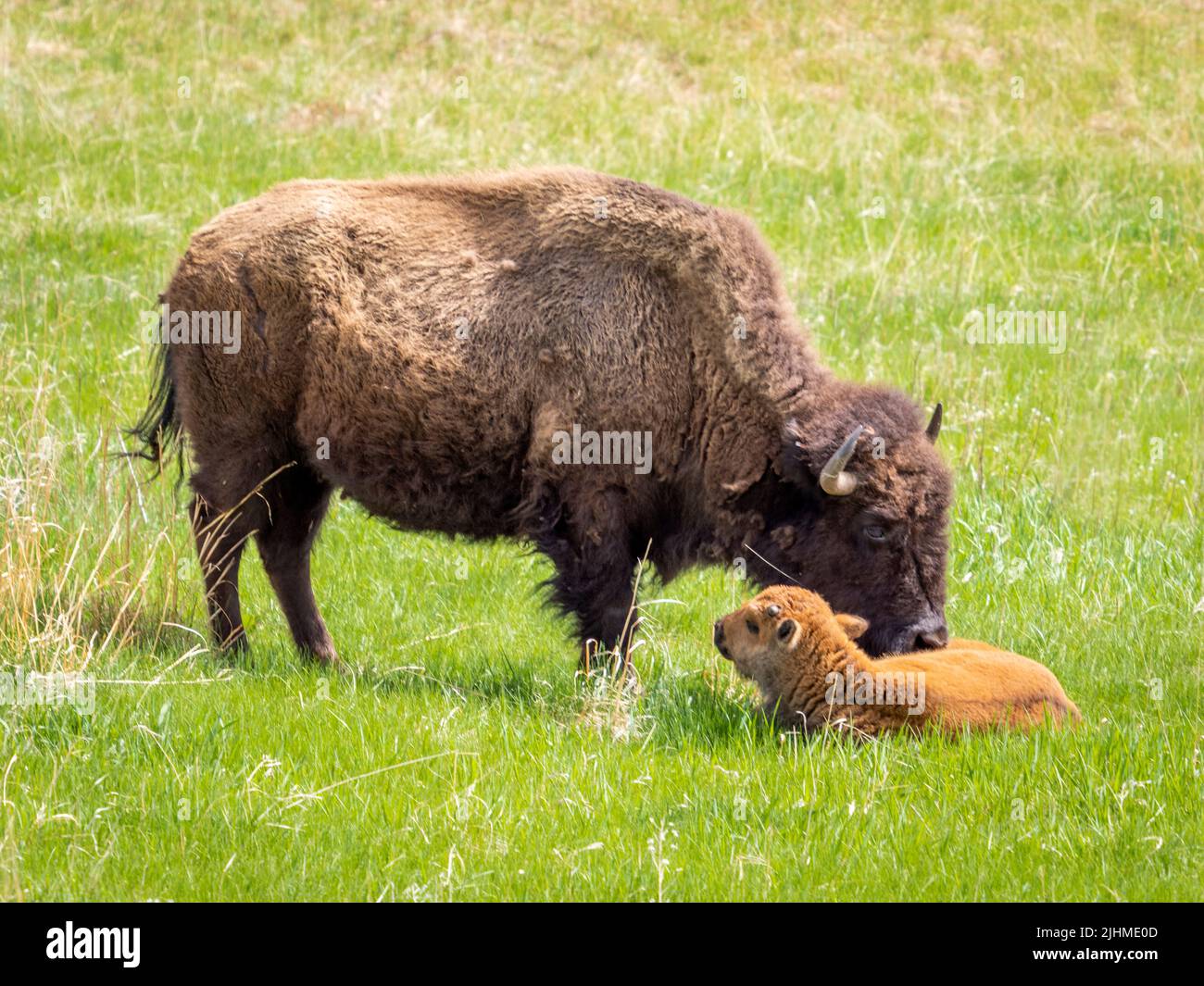 American Bison or Buffalo with calf in Wind Cave National Park in South