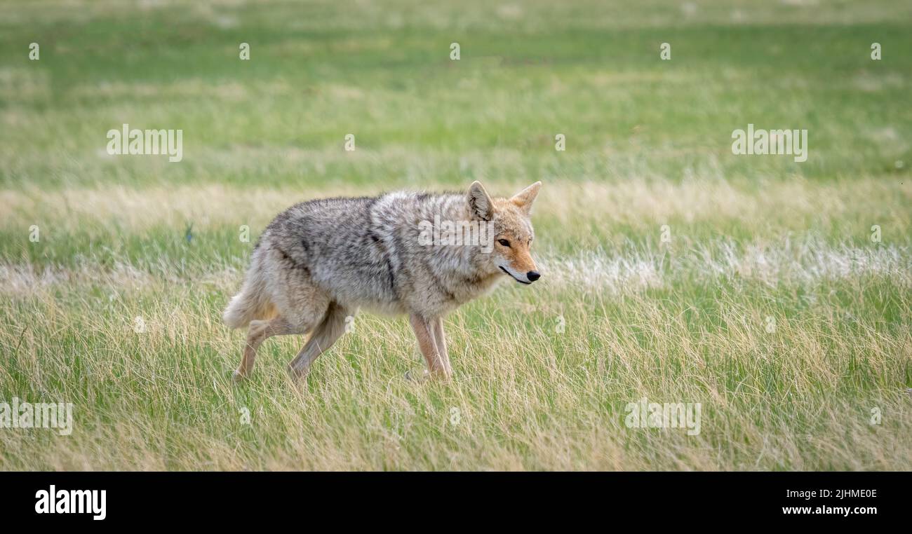 Lone Coyote in Wind Cave National Park in South Dakota Stock Photo